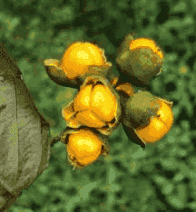 Berberine